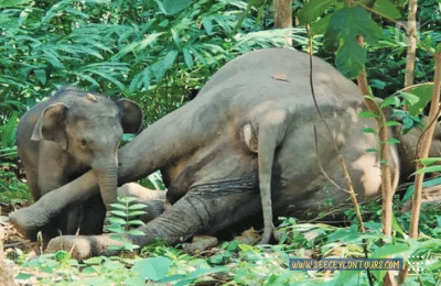 African-Elephants-Asian-Elephants-2-Elephants-And-Human-Conflicts-In-Sri-Lanka-lifestyle-Of-Elephants-Sri-Lankan-Elephant-Population-Sri-Lankan-20Elepahant-See-Ceylon-Tours