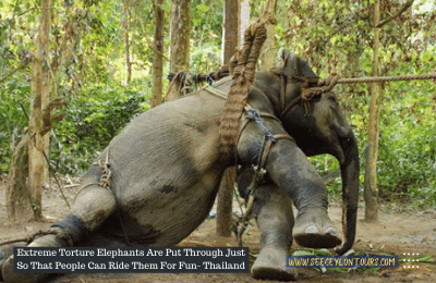 Elephants-And-Human-Conflicts-In-Sri-Lanka-Elephant-Slavery-Cruelty-Sri-Lankan-Elephant-Population-Sri-Lankan-20Elepahant-See-Ceylon-Tours