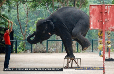 Elephants-And-Human-Conflicts-In-Sri-Lanka-Elephant-Slavery-Cruelty-Thailend-Sri-Lankan-Elephant-Population-Sri-Lankan-20Elepahant-See-Ceylon-Tours