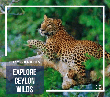 Explore Ceylon Wilds-Ceylon-Tours-Sri-Lanka-Tours-Travels-Tour Packages-Holiday-visit Lanka-2022-2023