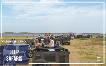 Jeep-Safaris-Ceylon-Tours-Sri-Lanka-Tours-Travels-Tour-Packages-Holiday-visit-2022-2023-2024