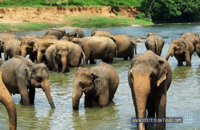 Pinnawala-Elephant-Orphanage-African-Elephants-Asian-Elephants-80-African-Lifestyle-Of-Elephants-Sri-Lankan-Elephant-Population-Sri-Lankan-Elepahant-See-Ceylon-Tours