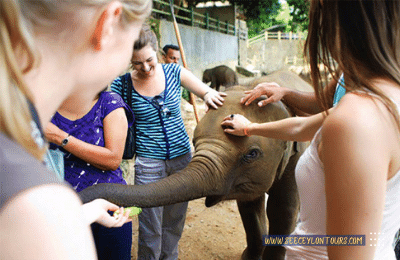 Pinnawala-Elephant-Orphanage-African-Elephants-Asian-Elephants-81-African-Lifestyle-Of-Elephants-Sri-Lankan-Elephant-Population-Sri-Lankan-Elepahant-See-Ceylon-Tours