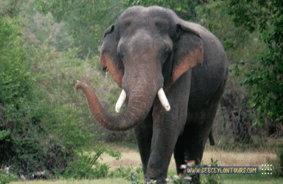 Sri-Lankan-Elephants-asian-African-Elephants-Asian-Elephants-1-African-Elephants-Elephants-lifestyle-Of-Elephants-Sri-Lankan-Elephant-Population-Sri-Lankan-Elepahant-See-Ceylon-Tours