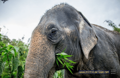 Sri-Lankan-Elephants-asian-African-Elephants-Asian-Elephants-1-African-Lifestyle-Of-Elephants-lifestyle-Of-Elephants-Sri-Lankan-Elephant-Population-Sri-Lankan-Elepahant-See-Ceylon-Tours