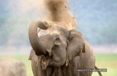 Sri-Lankan-Elephants-asian-African-Elephants-Asian-Elephants-12-African-Elephants-Elephants-lifestyle-Of-Elephants-Sri-Lankan-Elephant-Population-Sri-Lankan-Elepahant-See-Ceylon-Tours