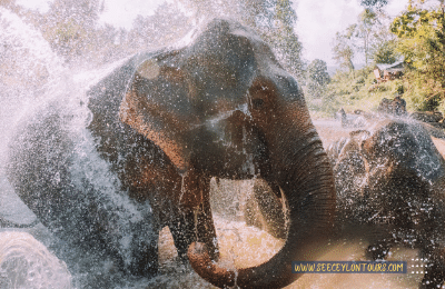 Sri-Lankan-Elephants-asian-African-Elephants-Asian-Elephants-15-African-Elephants-Elephants-lifestyle-Of-Elephants-Sri-Lankan-Elephant-Population-Sri-Lankan-Elepahant-See-Ceylon-Tours