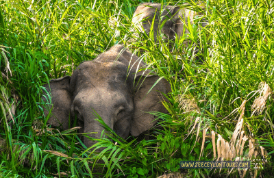 Sri-Lankan-Elephants-asian-African-Elephants-Asian-Elephants-16-African-Elephants-Elephants-lifestyle-Of-Elephants-Sri-Lankan-Elephant-Population-Sri-Lankan-Elepahant-See-Ceylon-Tours