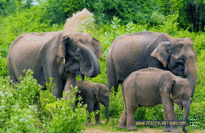 Sri-Lankan-Elephants-asian-African-Elephants-Asian-Elephants-24-African-Elephants-Elephants-lifestyle-Of-Elephants-Sri-Lankan-Elephant-Population-Sri-Lankan-Elepahant-See-Ceylon-Tours