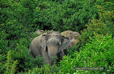 Sri-Lankan-Elephants-asian-African-Elephants-Asian-Elephants-25-African-Elephants-Elephants-lifestyle-Of-Elephants-Sri-Lankan-Elephant-Population-Sri-Lankan-Elepahant-See-Ceylon-Tours