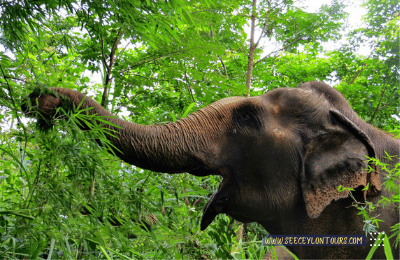 Sri-Lankan-Elephants-asian-African-Elephants-Asian-Elephants-26-African-Elephants-Elephants-lifestyle-Of-Elephants-Sri-Lankan-Elephant-Population-Sri-Lankan-Elepahant-See-Ceylon-Tours