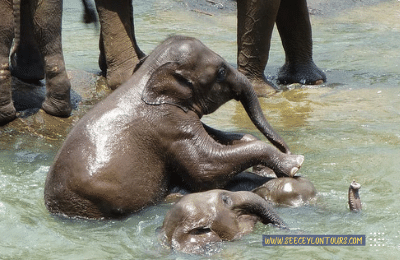 Sri-Lankan-Elephants-asian-African-Elephants-Asian-Elephants-27-African-Elephants-Elephants-lifestyle-Of-Elephants-Sri-Lankan-Elephant-Population-Sri-Lankan-Elepahant-See-Ceylon-Tours
