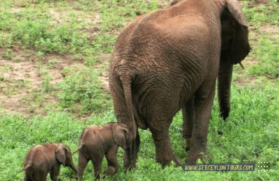 Sri-Lankan-Elephants-asian-African-Elephants-Asian-Elephants-28-African-Elephants-Elephants-lifestyle-Of-Elephants-Sri-Lankan-Elephant-Population-Sri-Lankan-Elepahant-See-Ceylon-Tours