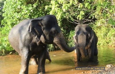 Sri-Lankan-Elephants-asian-African-Elephants-Asian-Elephants-3-African-Lifestyle-Of-Elephants-lifestyle-Of-Elephants-Sri-Lankan-Elephant-Population-Sri-Lankan-Elepahant-See-Ceylon-Tours