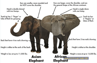 Sri-Lankan-Elephants-asian-African-Elephants-Asian-Elephants-6-African-Elephants-Elephants-lifestyle-Of-Elephants-Sri-Lankan-Elephant-Population-Sri-Lankan-Elepahant-See-Ceylon-Tours