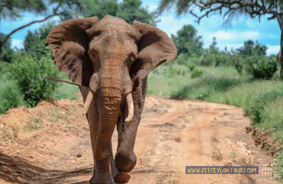 Sri-Lankan-Elephants-asian-African-Elephants-Asian-Elephants-6-African-Lifestyle-Of-Elephants-lifestyle-Of-Elephants-Sri-Lankan-Elephant-Population-Sri-Lankan-Elepahant-See-Ceylon-Tours