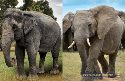 Sri-Lankan-Elephants-asian-African-Elephants-Asian-Elephants-7-African-Elephants-Elephants-lifestyle-Of-Elephants-Sri-Lankan-Elephant-Population-Sri-Lankan-Elepahant-See-Ceylon-Tours