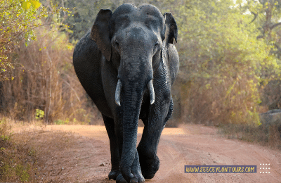 Yala-Ruhuna-National-Park-African-Elephants-Asian-Elephants-21-African-Lifestyle-Of-Elephants-Sri-Lankan-Elephant-Population-Sri-Lankan-Elepahant-See-Ceylon-Tours