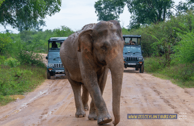 Yala-Ruhuna-National-Park-African-Elephants-Asian-Elephants-22-African-Lifestyle-Of-Elephants-Sri-Lankan-Elephant-Population-Sri-Lankan-Elepahant-See-Ceylon-Tours