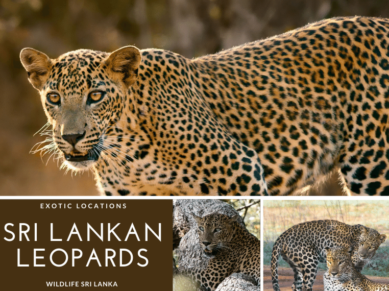 sri-lankan-leopard-where-to-see-leopards-in-sri-lanka-how-many-size