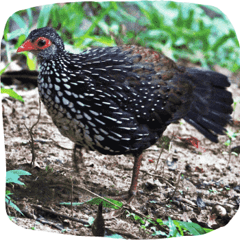Sri-Lanka-spurfowl-Galloperdix-bicalcarata-Endemic-Birds-of-Sri-Lanka-List-of-Sri-Lankan-Birds