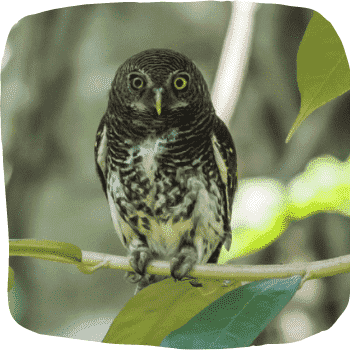 Sri-Lankan-chestnut-backed-owlet-Glaucidium-castanotum-Endemic-Birds-of-Sri-Lanka-List-of-Sri-Lankan-Birds