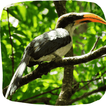 Sri-Lanka-grey-hornbill-Ocyceros-gingalensis-Endemic-Birds-of-Sri-Lanka-List-of-Sri-Lankan-Birds