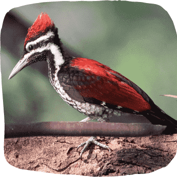 Red-backed-flameback-Dinopium-psarodes-Endemic-Birds-of-Sri-Lanka-List-of-Sri-Lankan-Birds