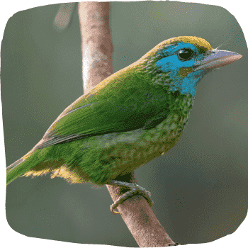 Yellow-fronted-Barbet-Psilopogon-flavifrons-Endemic-Birds-of-Sri-Lanka-List-of-Sri-Lankan-Birds