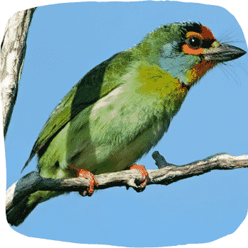 Crimson-fronted-barbet-Psilopogon-rubricapillus-Endemic-Birds-of-Sri-Lanka-List-of-Sri-Lankan-Birds