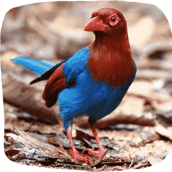 Sri-Lanka-magpie-Urocissa-ornata-Endemic-Birds-of-Sri-Lanka-List-of-Sri-Lankan-Birds