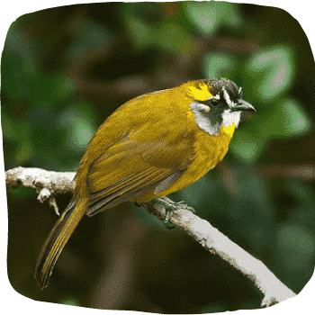Sri-Lanka-yellow-eared-bulbul-Pycnonotus-penicillatus-Blyth-Endemic-Birds-of-Sri-Lanka-List-of-Sri-Lankan-Birds