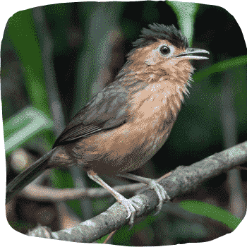 Sri-Lanka-brown-capped-babbler-Babbler-Pellorneum-fuscocapillus-Endemic-Birds-of-Sri-Lanka-List-of-Sri-Lankan-Birds