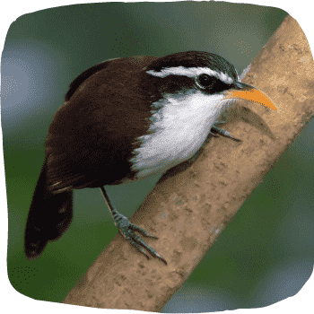Sri-Lanka-scimitar-babbler-Pomatorhinus-melanurus-Endemic-Birds-of-Sri-Lanka-List-of-Sri-Lankan-Birds