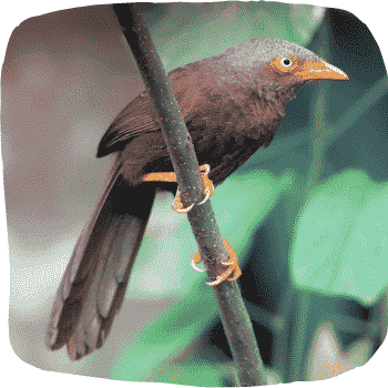 Sri-Lanka-orange-billed-babbler-Argya-rufescens-Endemic-Birds-of-Sri-Lanka-List-of-Sri-Lankan-Birds
