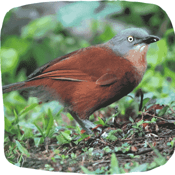 Sri-Lanka-ashy-headed-laughingthrush-Argya-cinereifrons-Endemic-Birds-of-Sri-Lanka-List-of-Sri-Lankan-Birds