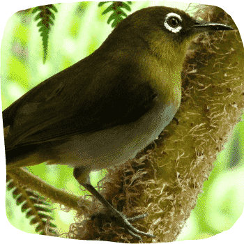 Sri-Lanka-white-eye-Zosterops-ceylonensis-Endemic-Birds-of-Sri-Lanka-List-of-Sri-Lankan-Birds