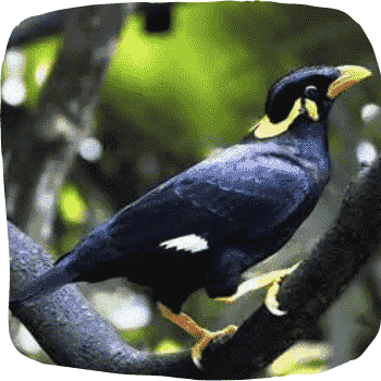 Sri-Lanka-myna-Acridotheres-tristis-Endemic-Birds-of-Sri-Lanka-List-of-Sri-Lankan-Birds