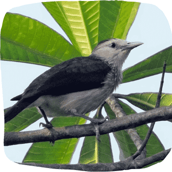 Sri-Lanka-white-faced-starling-Sturnornis-albofrontatus-Endemic-Birds-of-Sri-Lanka-List-of-Sri-Lankan-Birds
