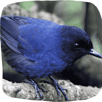 Sri-Lanka-whistling-thrush-Myophonus-blighi-Endemic-Birds-of-Sri-Lanka-List-of-Sri-Lankan-Birds