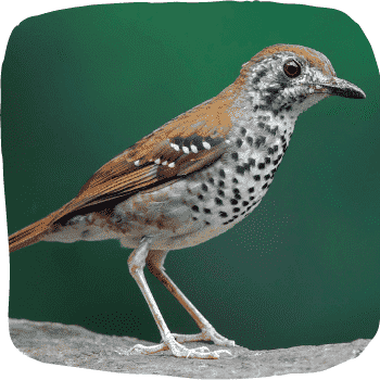 Sri-Lanka-spot-winged-thrush-Geokichla-spiloptera-Endemic-Birds-of-Sri-Lanka-List-of-Sri-Lankan-Birds