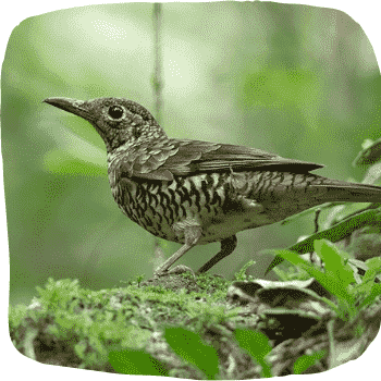 Sri-Lanka-scaly-thrush-Zoothera-imbricata-Endemic-Birds-of-Sri-Lanka-List-of-Sri-Lankan-Birds