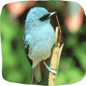 Sri-Lanka-dull-blue-flycatcher-Eumyias-sordidus-Endemic-Birds-of-Sri-Lanka-List-of-Sri-Lankan-Birds