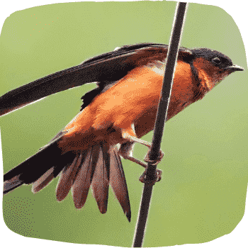 Whether it's a resident bird or a migrant bird Sri Lanka is Birds Paradise because it is famous for its natural beauty. So: The birds of Sri Lanka make this beauty even more. According to much research, there are many endemic Birds of Sri Lanka. So from this article, you can go through a pleasant journey to the Endemic Birds of Sri Lanka. Enjoy it!
