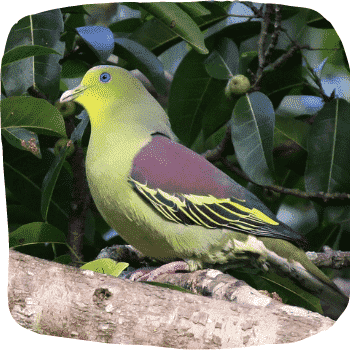 Sri-Lanka-green-pigeon-Treron-pompadora-Endemic-Birds-of-Sri-Lanka-List-of-Sri-Lankan-Birds-1