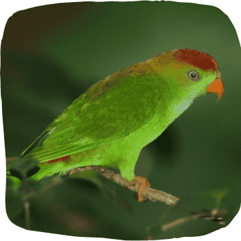 Sri-Lanka-hanging-parrot-Loriculus-beryllinus-Endemic-Birds-of-Sri-Lanka-List-of-Sri-Lankan-Birds