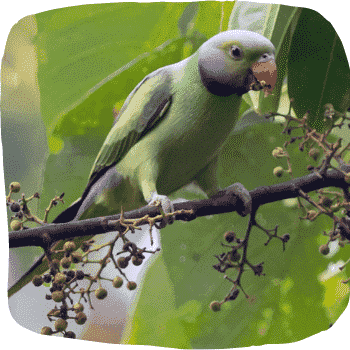 Layards-parakeet-Psittacula-calthrapae-Endemic-Birds-of-Sri-Lanka-List-of-Sri-Lankan-Birds