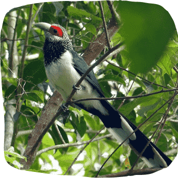 Red-Faced-Malkoha-Phaenicophaeus-pyrrhocephalus-Endemic-Birds-of-Sri-Lanka-List-of-Sri-Lankan-Birds