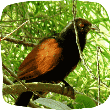 Green-billed-Coucal-Centropus-chlororhynchos-Endemic-Birds-of-Sri-Lanka-List-of-Sri-Lankan-Birds