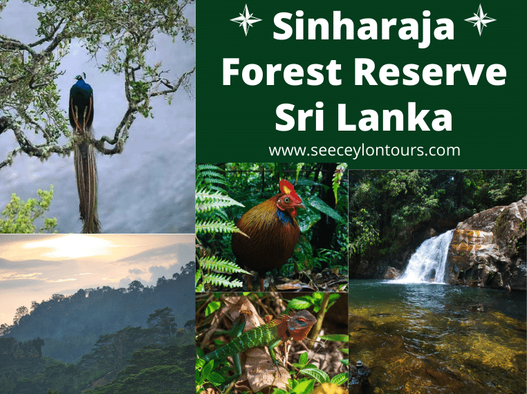 Sinharaja-Forest-Reserve-Sri-Lanka-Wold-Heritage-UNESCO-Rain-Forest-Gate